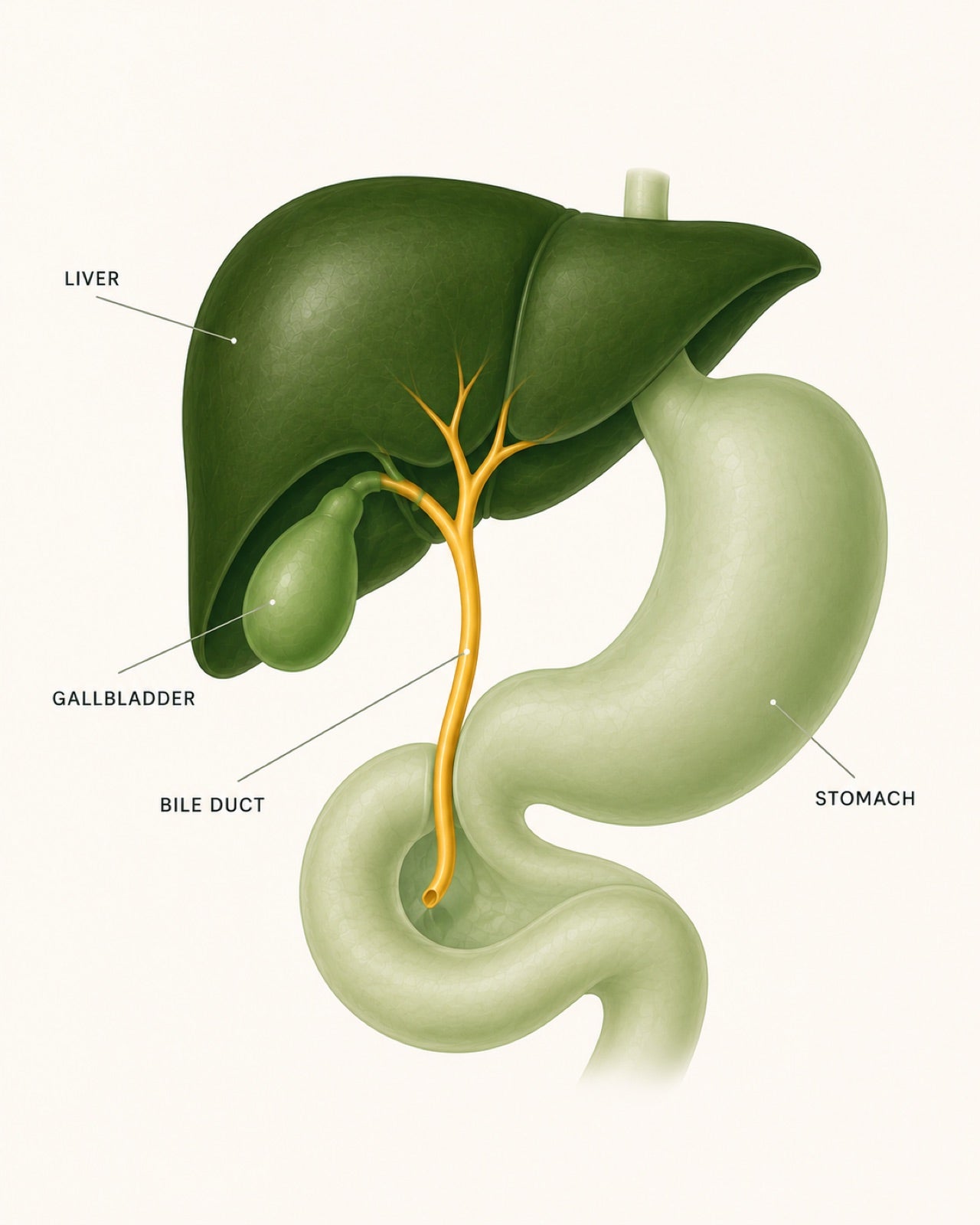 Diagram of the biliary system, labelled liver, gallbladder, bile duct and stomach. The bile duct runs from the liver and gallbladder down into the intestine.