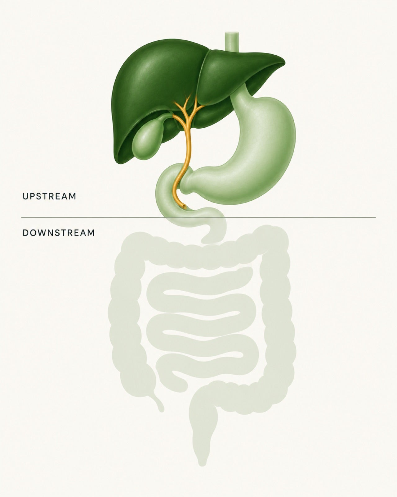 Diagram of the digestive tract split by a line, labelled upstream above and downstream below. The liver, gallbladder, bile duct and stomach sit above it; the small intestine and colon below are faded back.