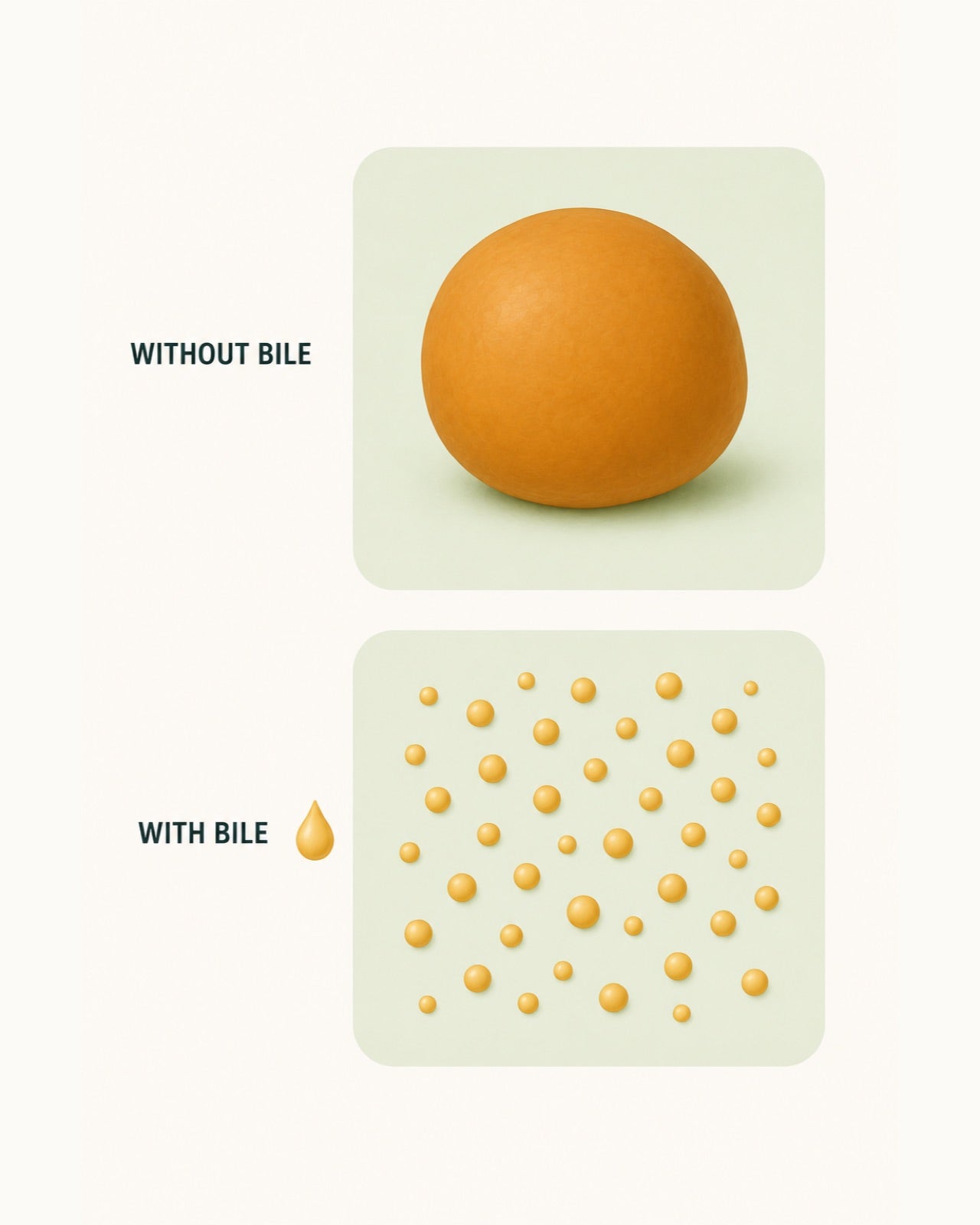 Two panels, labelled without bile and with bile. The upper holds one large fat globule; the lower holds the same volume broken into many small droplets.