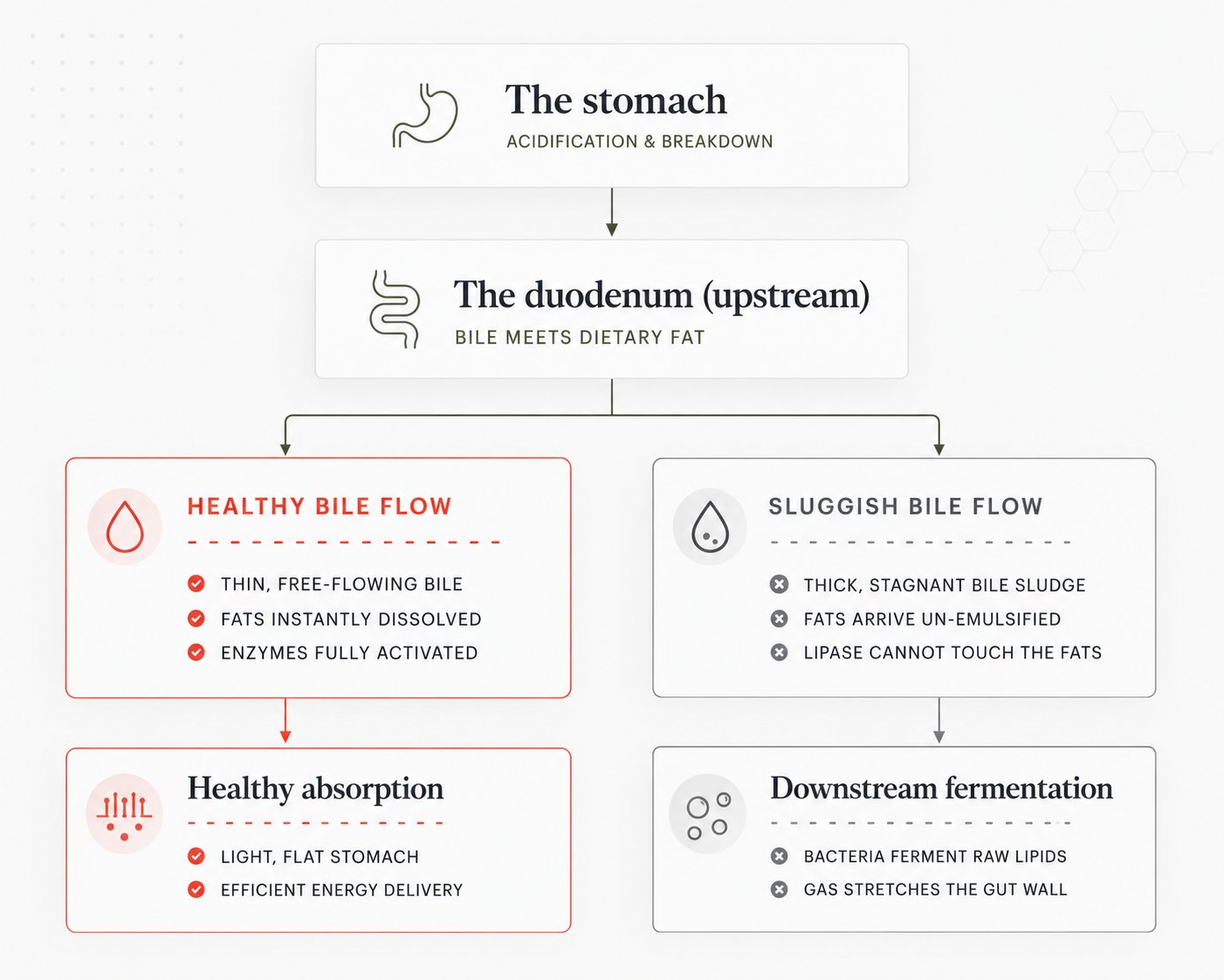 The digestive sequence: stomach, duodenum, then healthy bile flow leading to healthy absorption versus sluggish bile flow leading to downstream fermentation