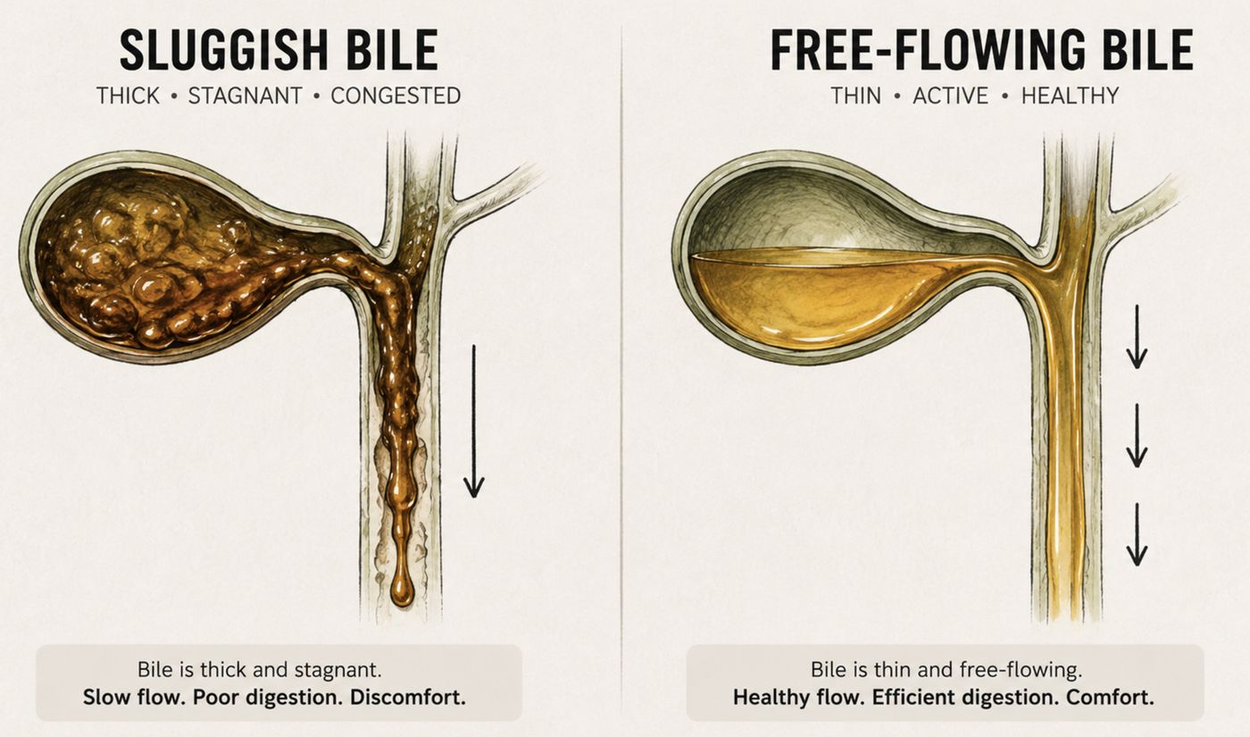 Illustration comparing sluggish, thick bile with thin, free-flowing bile